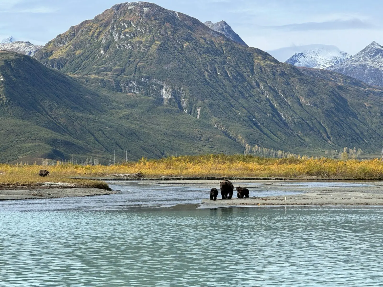 A bear and two cubs at the mouth of a creek with golden fall shrubs and another bear looking on from across the creek. High mountains with fresh snow are in the background
