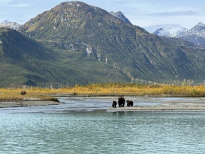 bear with two cubs at the head of a lake by mountains