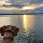 a dog admiring a sunset over padilla bay