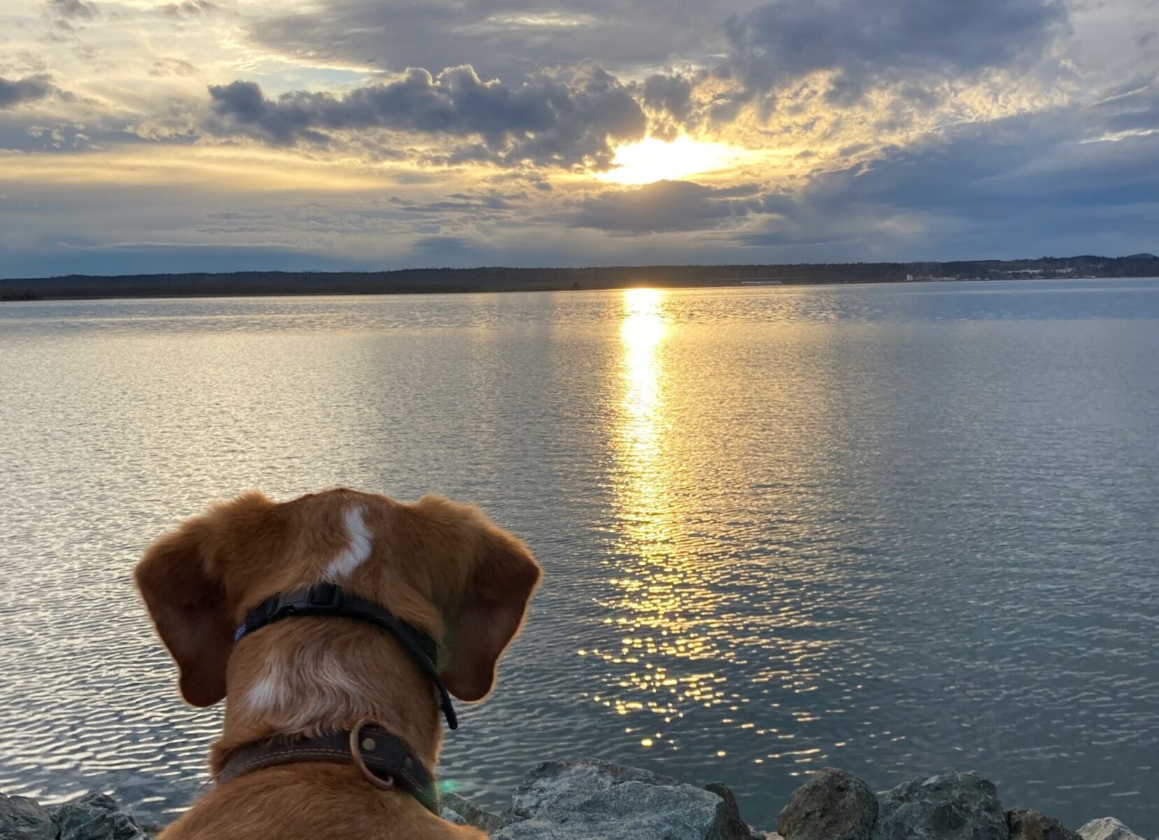 a dog watching a sunset over the water