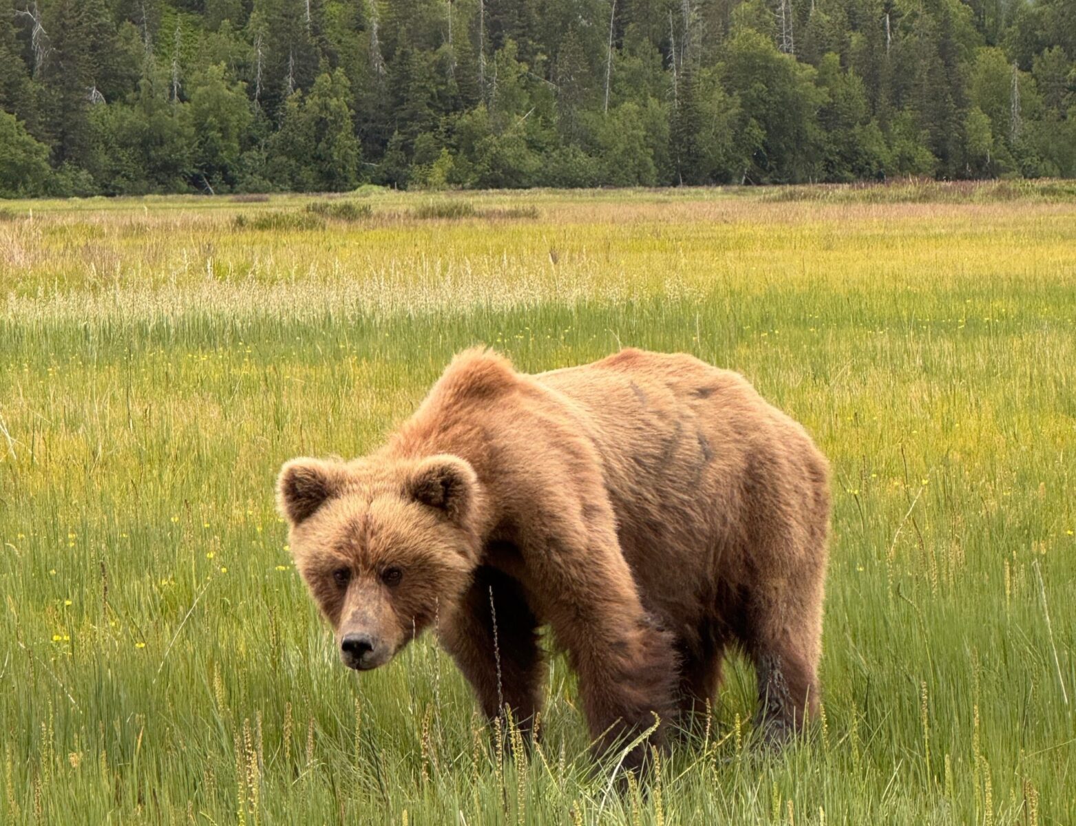 A close up of a brown bear in the sedge grass in Lake Clark National Park near Snug Harbor Outpost