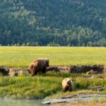 Two brown bears, a mom and a cub, at the edge of the water in the grass on a sunny day in Lake Clark National Park