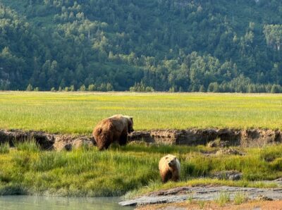 Two brown bears, a mom and a cub, at the edge of the water in the grass on a sunny day in Lake Clark National Park