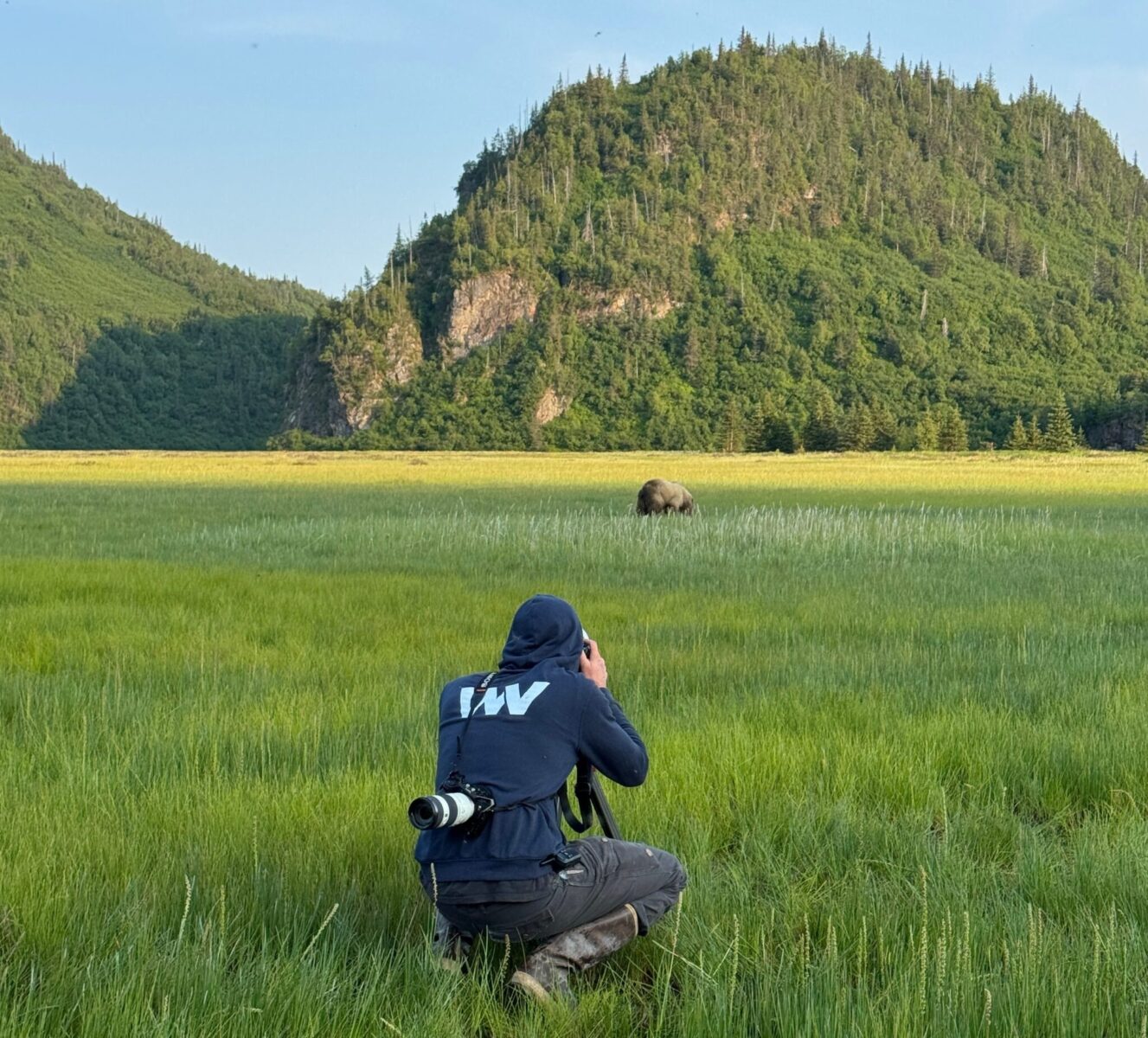 A photographer taking a photo of a brown bear in the sedge grass in Lake Clark National Park in evening light