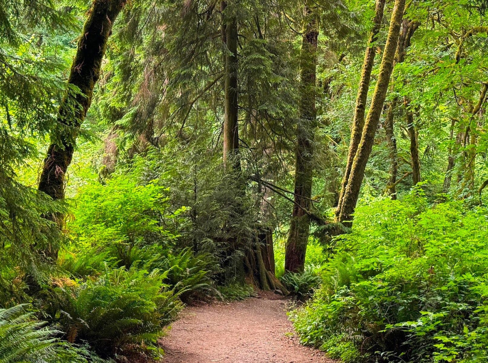 A forest of evergreen trees, big leaf maples and ferns in Meadowdale Beach Park