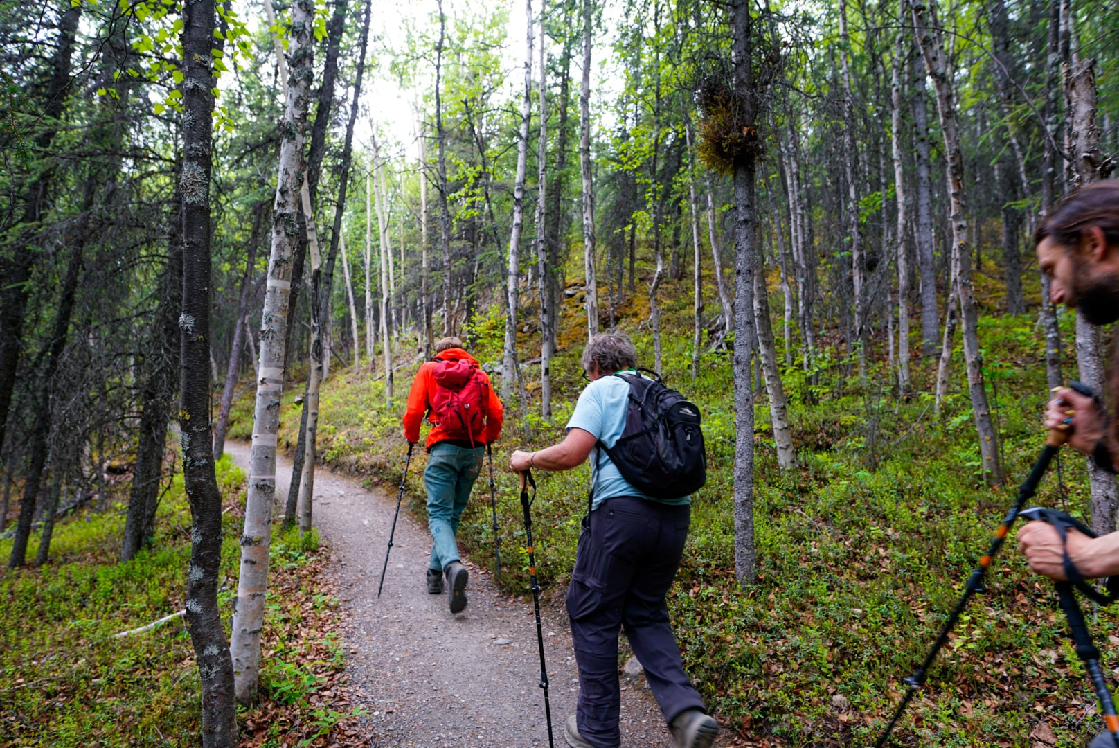 Hikers in hiking boots, with hiking pants, backpacks and a variety of layered clothing walking up a trail in the forest in Denali National Park