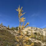 A single golden larch tree on a sunny day at Cutthroat Pass in the North Cascades mountains
