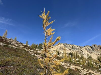 A single golden larch tree on a sunny day at Cutthroat Pass in the North Cascades mountains