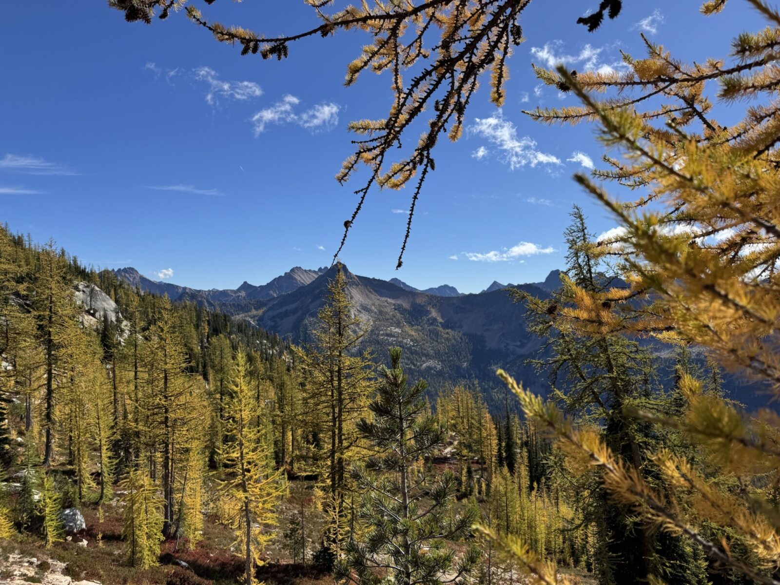 Golden larch trees and evergreen trees with distant mountains on a sunny day