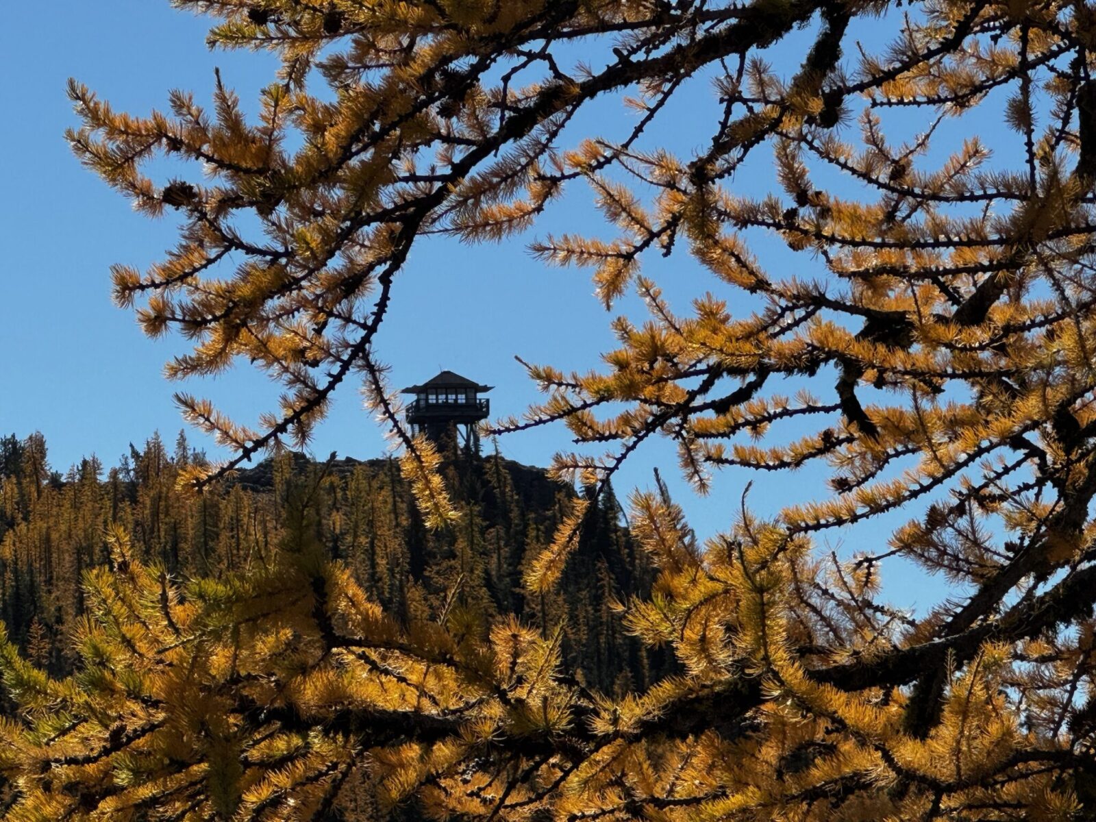 The Goat Peak Lookout seen between golden larch needles and branches on a sunny blue sky day
