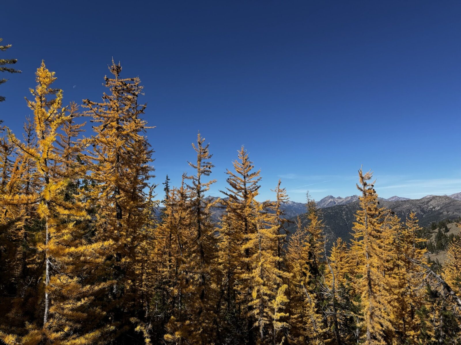 Golden Larch trees with high mountains in the distance and blue sky