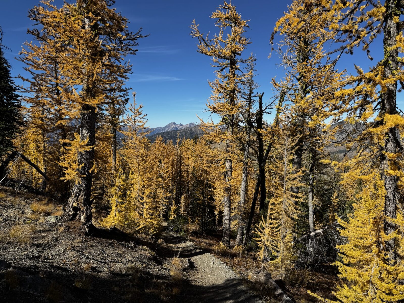 Goat Peak Lookout Trail going through a grove of golden larches